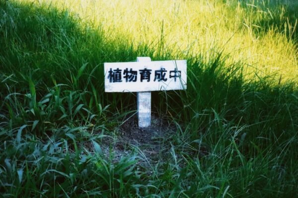 How AI Is Bridging Language Barriers in Global Education